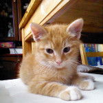 Orion - Mâle (3 mois)