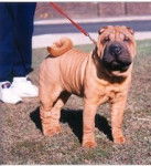 LINDA - Shar-Peï (5 mois)