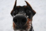 Truffe d'un Dobermann vu de pr&egrave;s