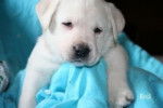 Call Name: Mia - Labrador Retriever (5 mois)