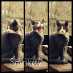 Smokey - Mâle (1 an)