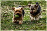 linda y bobi - Yorkshire Terrier (2 ans)