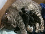KITTENS - (9 mois)