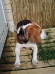 Bixie - Beagle (7 ans)