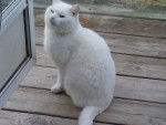 snowball - Mâle (4 ans)
