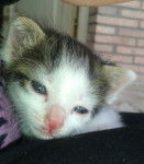 Orion - Mâle (6 mois)