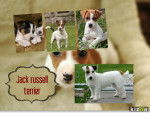 Para:Anamaria18 - Jack Russell (2 ans)