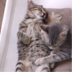 Mes chatons !!! - (5 mois)