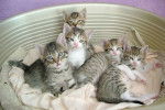 Les chatons - (3 mois)