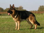 Bellia - Berger Allemand (5 ans)