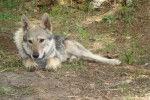 Tony - Chien Loup Tch&eacute;coslovaque M&acirc;le (4 ans)
