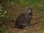 Chat sauvage -