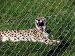 Cheetah -
