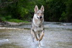 Shadow - Chien Loup Tchécoslovaque Mâle (3 ans)