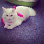 BlacheNeige - (10 mois)