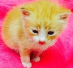 Garfield - Mâle (9 mois)