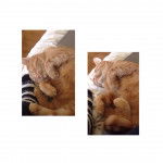 Peanut-Butter - Mâle (1 an)