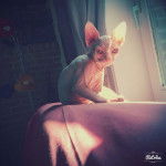 Simba - Mâle (7 mois)