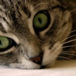 My cat Pounce - Mâle (6 mois)