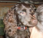 sparks - Cane Fonnese (2 ans)