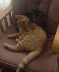 Garfield and nermal - (10 mois)