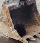 Mario Novski - Mâle (1 an)