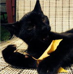 Mario Novski - Mâle (1 an)