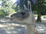 lama - Mâle (4 ans)