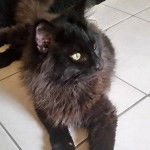 Jupiter du royaume de Drako - Mâle (1 an)