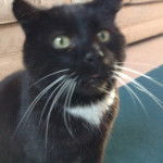 Alfie - Mâle (10 ans)