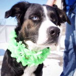 Ruffles - Berger Australien (2 ans)