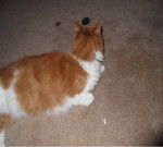 Fudge - Mâle (10 ans)