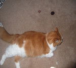 Fudge - Mâle (10 ans)