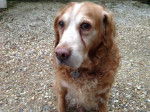 Rouky - Golden Retriever Mâle (15 ans)