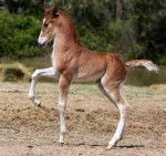 gauchito - Mâle (2 mois)