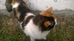 Violetta - (2 ans)