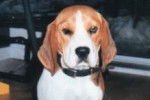Beagle - Beagle