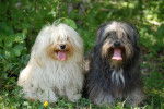 Bichon Havanais - Bichon Havanais