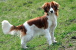 Kooikerhondje - Kooikerhondje