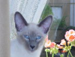ulysse , mon petit lapinou -