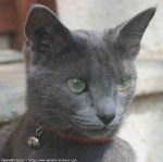 Sagane , bleu russe -