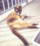 Slt moi c'est Tempo -