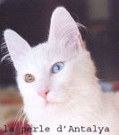 tizou de la perle d'Antalya angora turc -