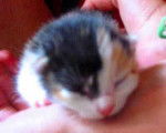 Chaton tricolor -