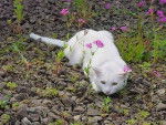 Chat blanc (1) -