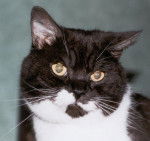 Pachouka du clos des Mesanges -