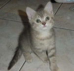 Mes bébés British Shorthair -