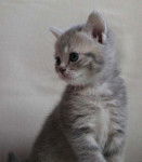 Mes bébés British Shorthair -