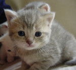 Mes bébés British Shorthair -