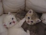 Mes bébés British Shorthair -